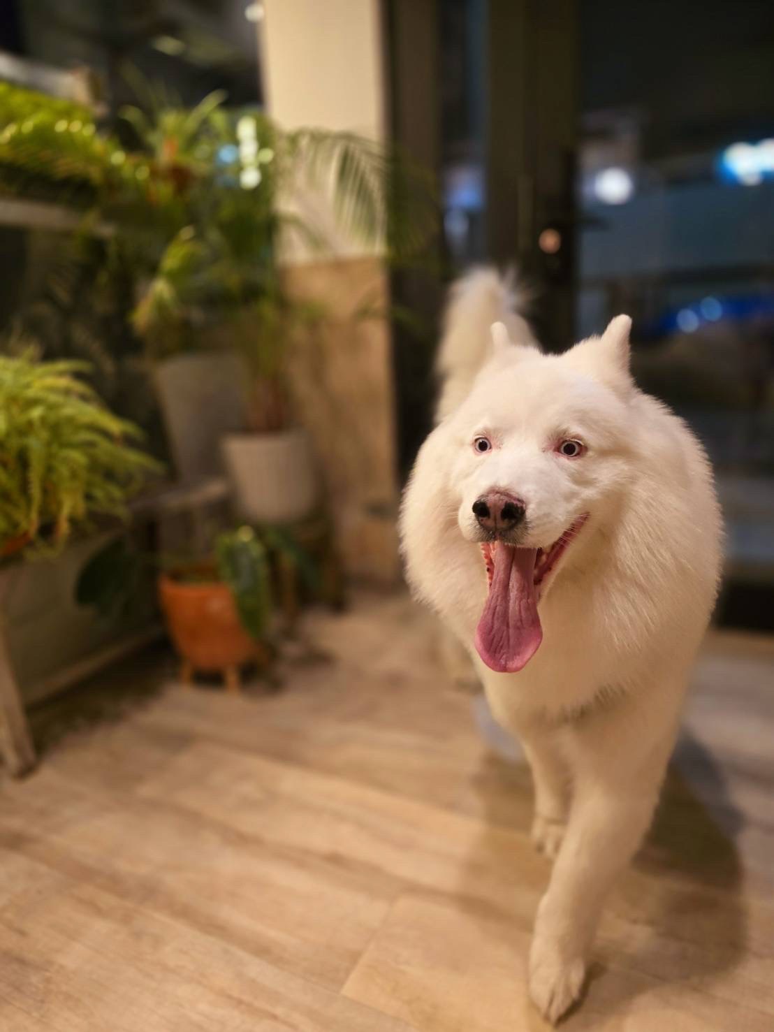 高雄寵物友善民宿分享-杉菻行旅 - 第3張圖 高雄寵物友善民宿分享-杉菻行旅