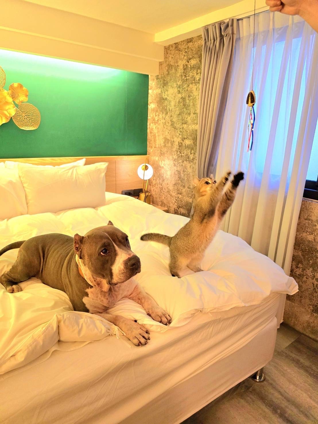 高雄寵物友善民宿分享-杉菻行旅 - 第4張圖 高雄寵物友善民宿分享-杉菻行旅