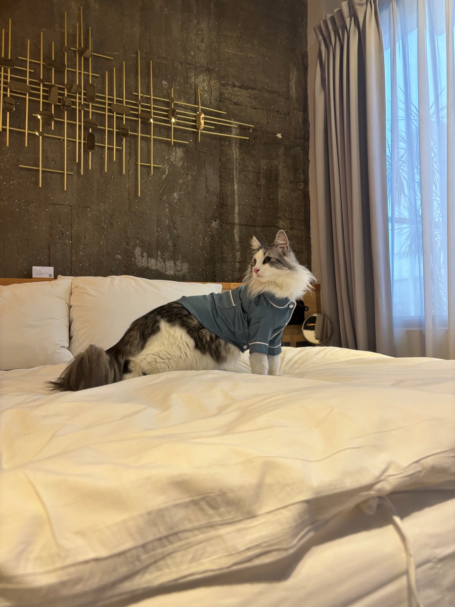 高雄寵物友善民宿分享-杉菻行旅 - 第18張圖 高雄寵物友善民宿分享-杉菻行旅