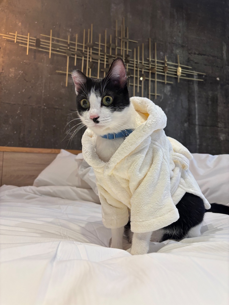 高雄寵物友善民宿分享-杉菻行旅 - 第19張圖 高雄寵物友善民宿分享-杉菻行旅