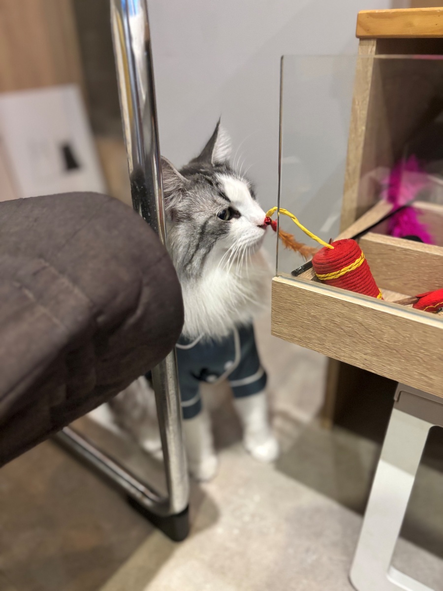 高雄寵物友善民宿分享-杉菻行旅 - 第12張圖 高雄寵物友善民宿分享-杉菻行旅