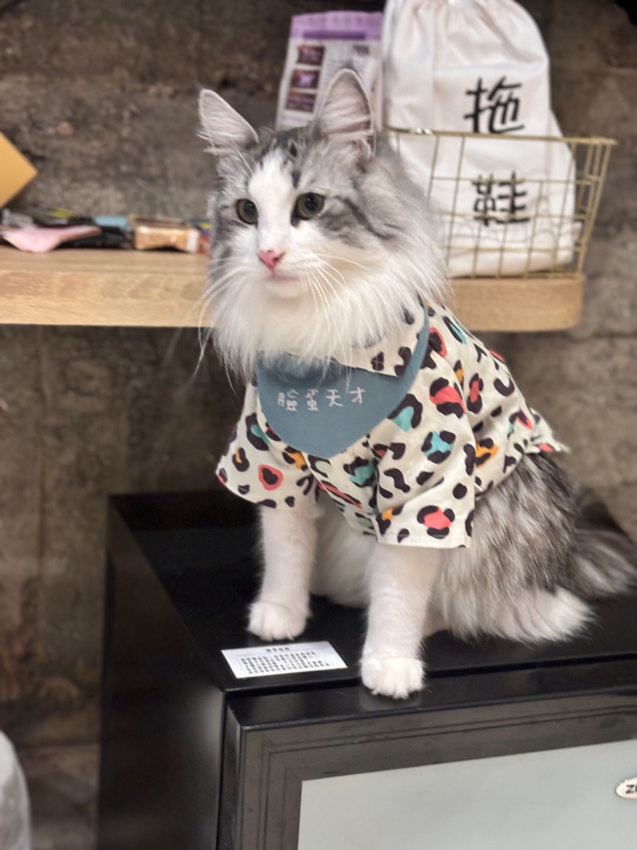 高雄寵物友善民宿分享-杉菻行旅 - 第20張圖 高雄寵物友善民宿分享-杉菻行旅