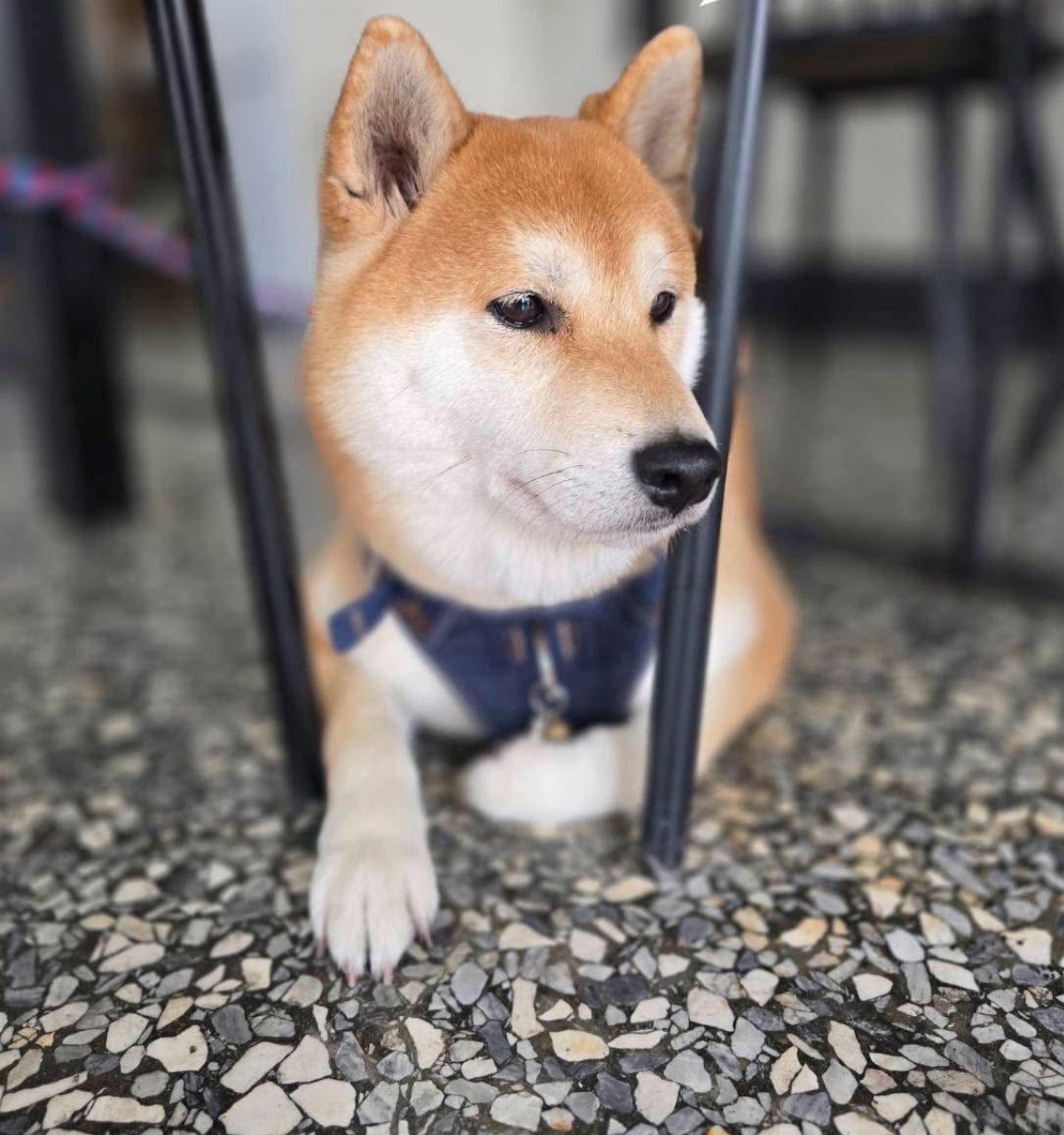 高雄寵物友善民宿分享-義旅舍