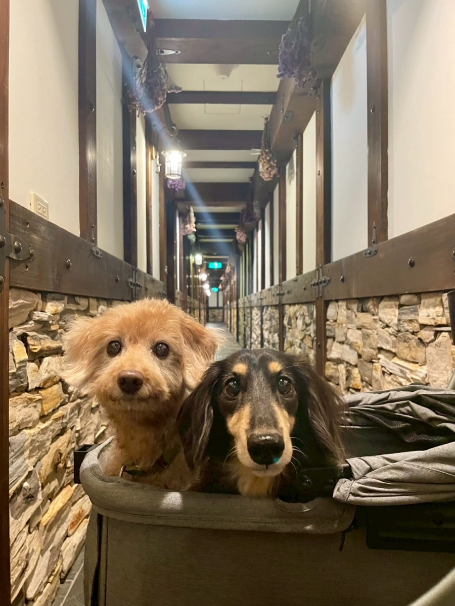 南投寵物友善民宿分享-清境凡賽斯莊園 - 第10張圖 南投寵物友善民宿分享-清境凡賽斯莊園