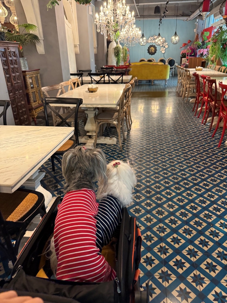 嘉義寵物友善飯店-安娜國王飯店 Anna & King Hotel
