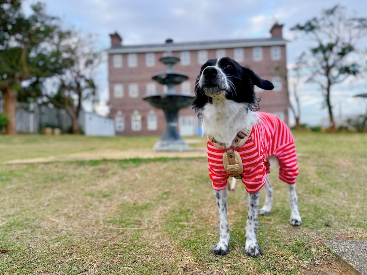 屏東寵物友善飯店分享-墾丁勿忘我城堡莊園