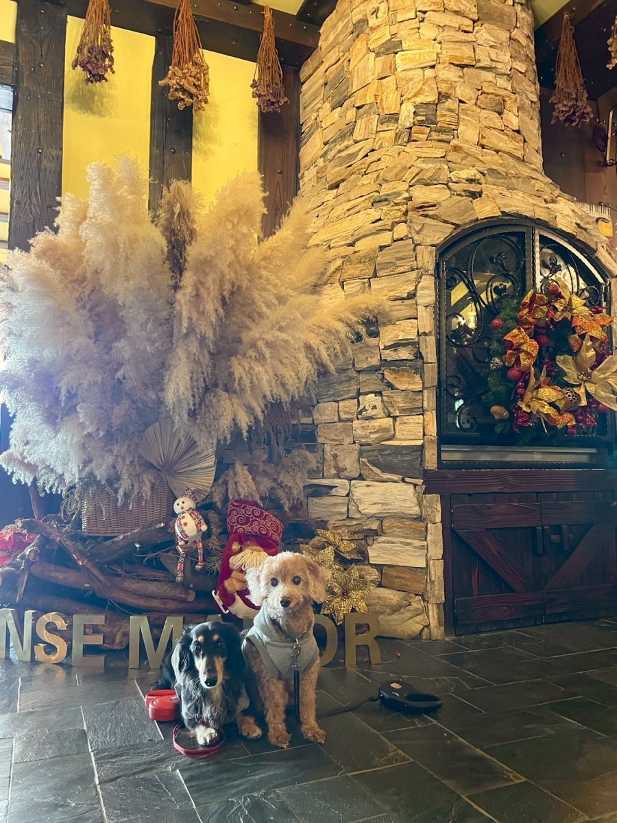 南投寵物友善民宿分享-清境凡賽斯莊園 - 第9張圖 南投寵物友善民宿分享-清境凡賽斯莊園