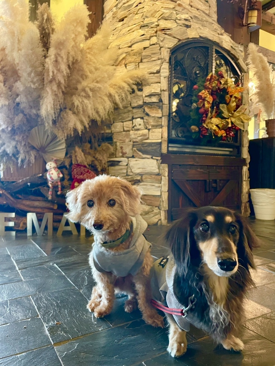 南投寵物友善民宿分享-清境凡賽斯莊園 - 第3張圖 南投寵物友善民宿分享-清境凡賽斯莊園