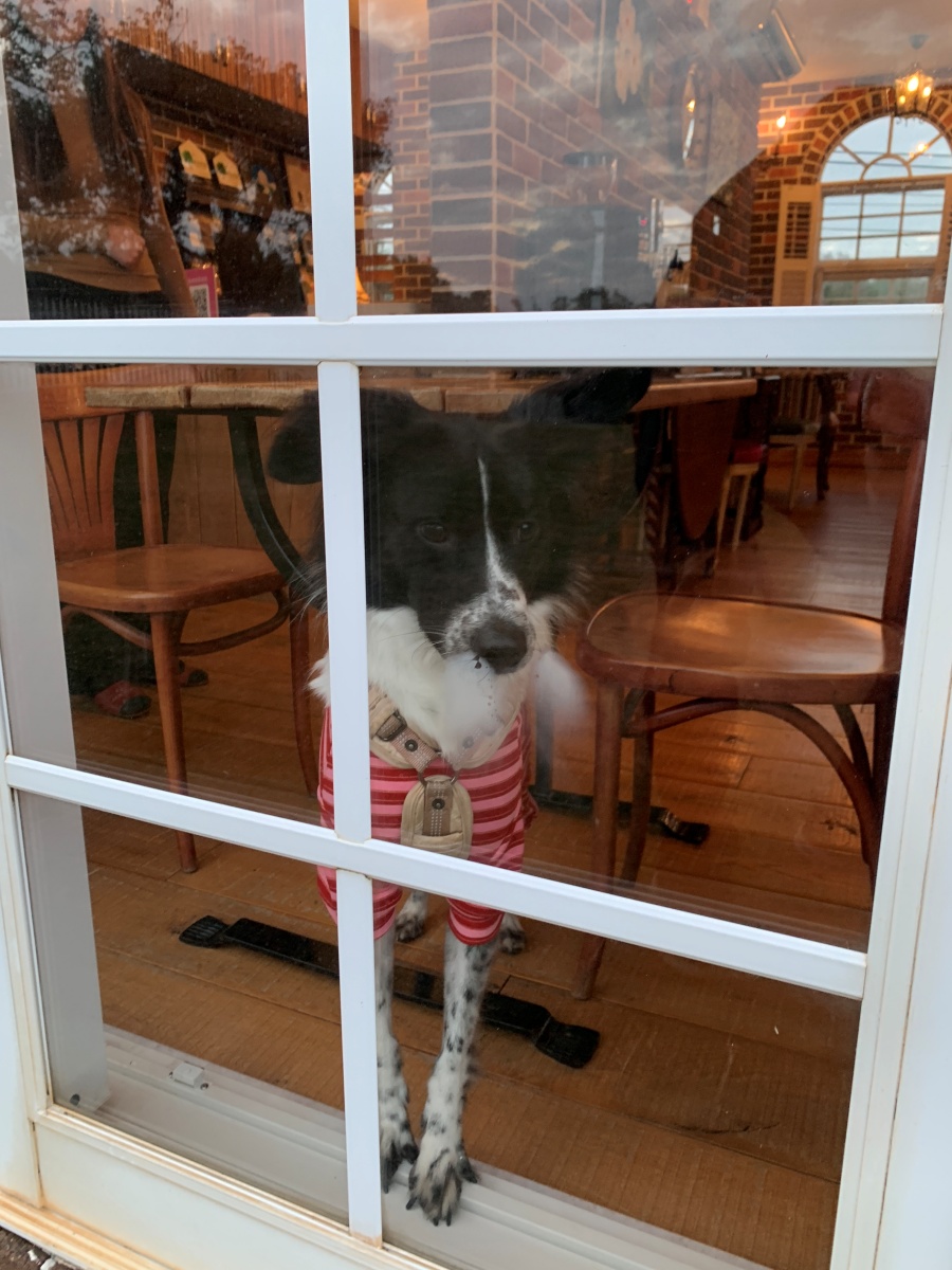 屏東寵物友善飯店分享-墾丁勿忘我城堡莊園