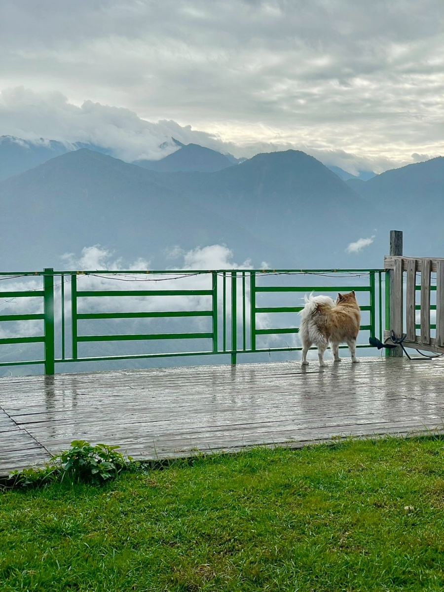 南投寵物友善民宿分享-清境白熊屋民宿 - 第10張圖 南投寵物友善民宿分享-清境白熊屋民宿