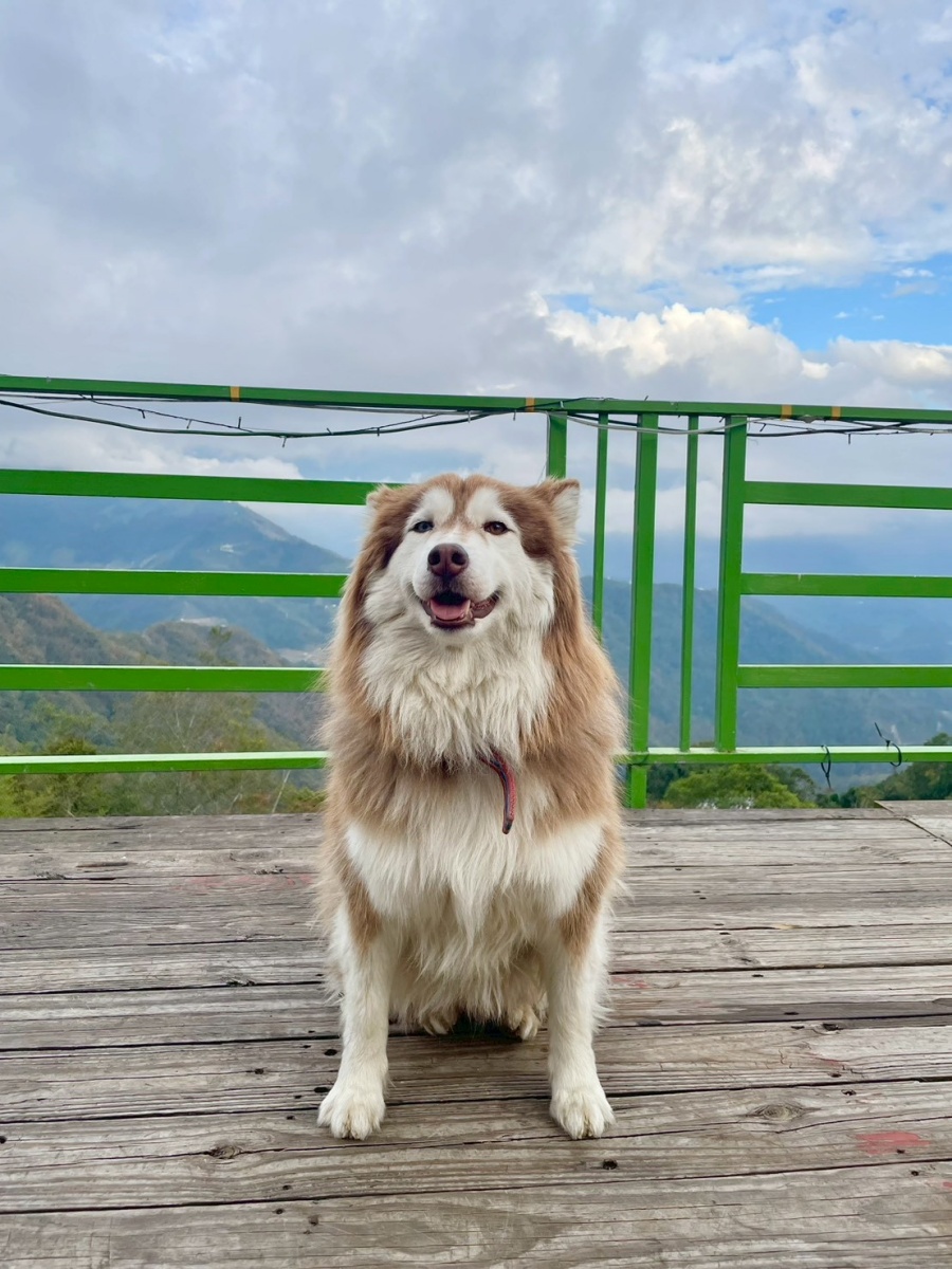 南投寵物友善民宿分享-清境白熊屋民宿 - 第9張圖 南投寵物友善民宿分享-清境白熊屋民宿