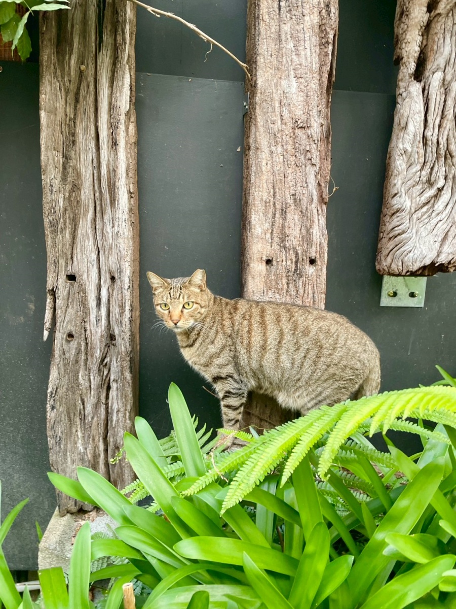 南投寵物友善民宿分享-清境白熊屋民宿 - 第11張圖 南投寵物友善民宿分享-清境白熊屋民宿