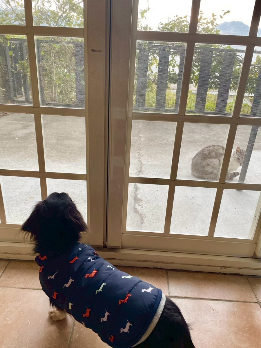 南投寵物友善民宿分享-清境白熊屋民宿 - 第17張圖 南投寵物友善民宿分享-清境白熊屋民宿