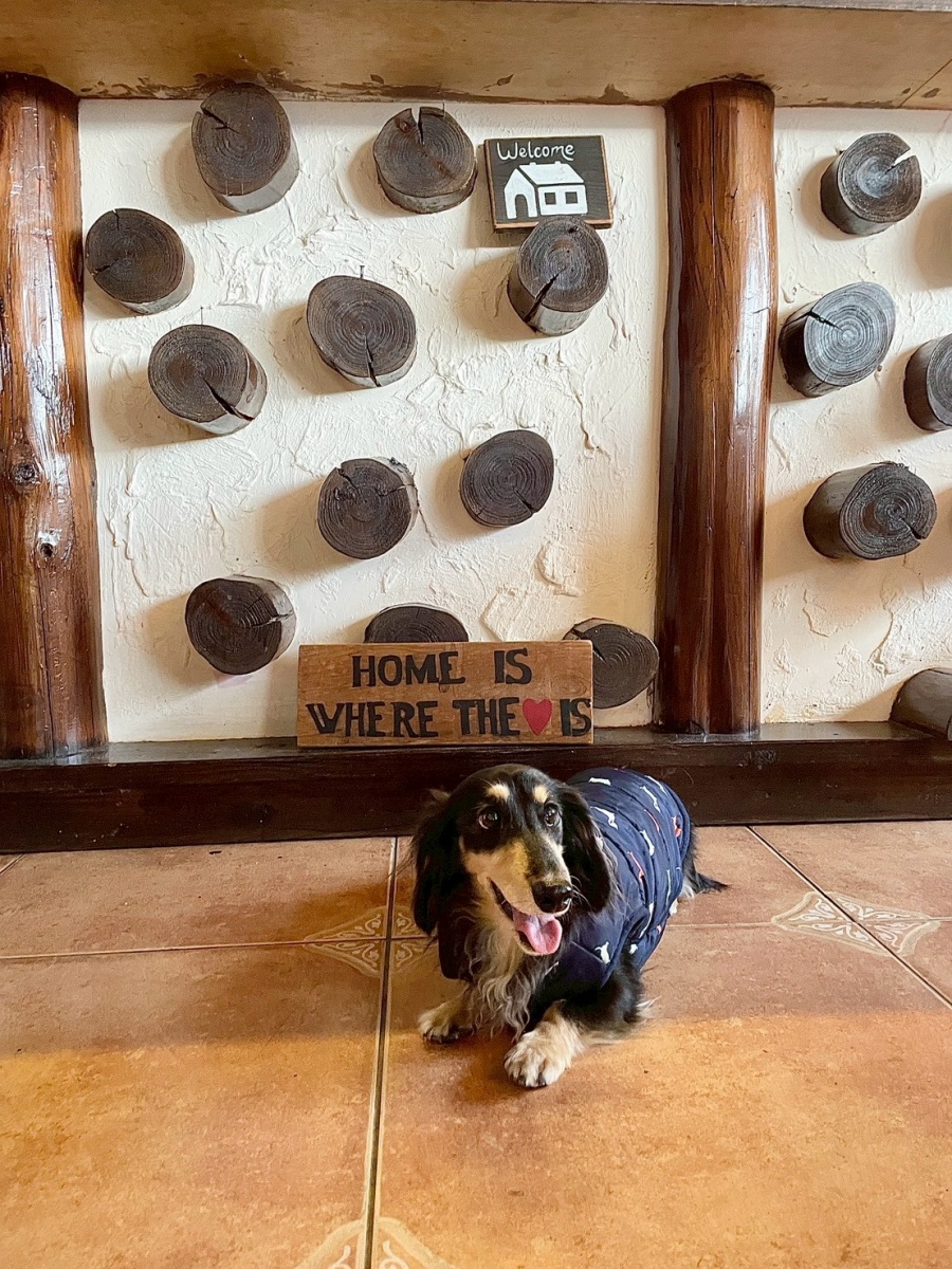 南投寵物友善民宿分享-清境白熊屋民宿 - 第26張圖 南投寵物友善民宿分享-清境白熊屋民宿