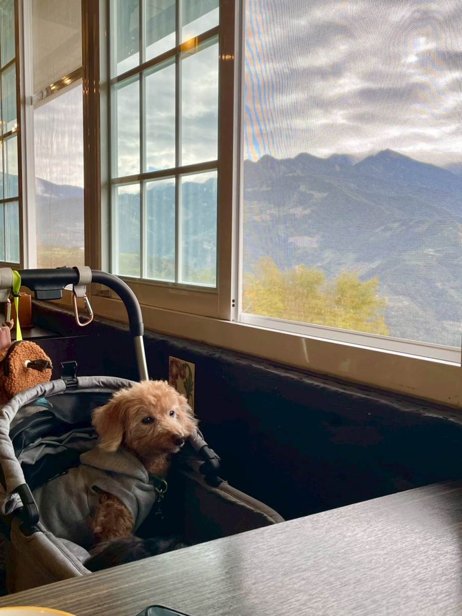 南投寵物友善民宿分享-清境凡賽斯莊園 - 第26張圖 南投寵物友善民宿分享-清境凡賽斯莊園