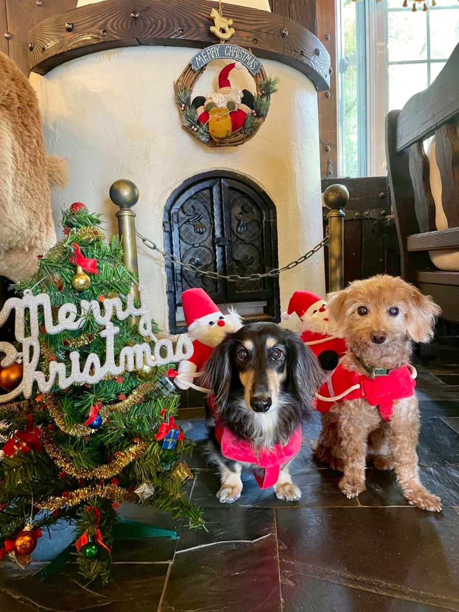 南投寵物友善民宿分享-清境凡賽斯莊園 - 第7張圖 南投寵物友善民宿分享-清境凡賽斯莊園