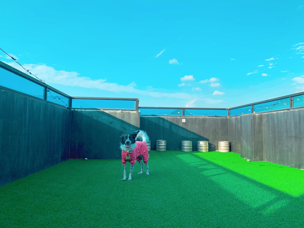 屏東寵物友善飯店分享-墾丁吾醉宿放