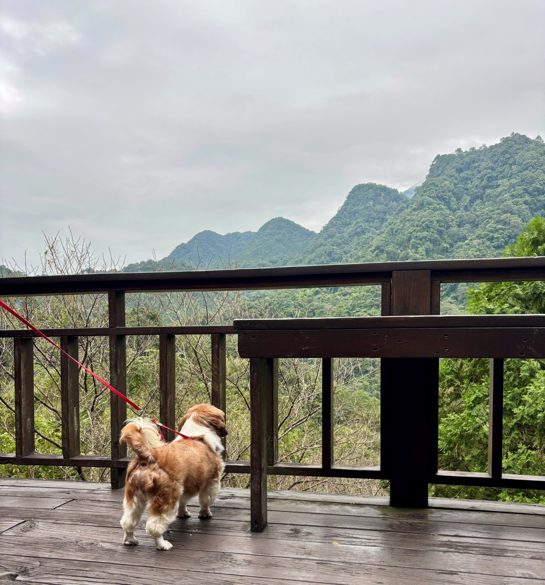 中部寵物友善餐廳-山行玫瑰