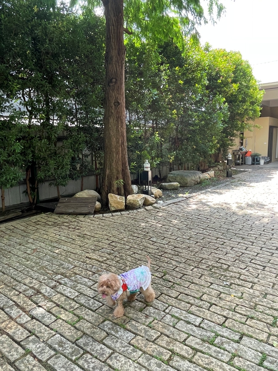 南投寵物友善民宿分享-南投覓境莊園 - 第2張圖 南投寵物友善民宿分享-南投覓境莊園